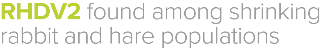 RHDV2 found among shrinking rabbit and hare populations
