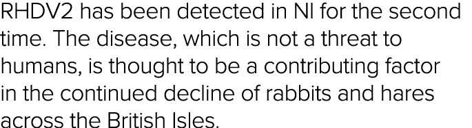 RHDV2 has been detected in NI for the second time  The disease, which is not a threat to humans, is thought to be a c   