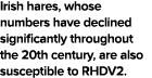 Irish hares, whose numbers have declined significantly throughout the 20th century, are also susceptible to RHDV2 