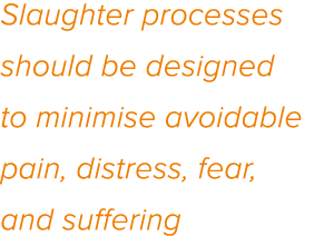 Slaughter processes should be designed to minimise avoidable pain, distress, fear, and suffering