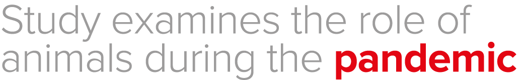 Study examines the role of animals during the pandemic