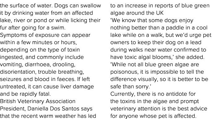 the surface of water  Dogs can swallow it by drinking water from an affected lake, river or pond or while licking the   
