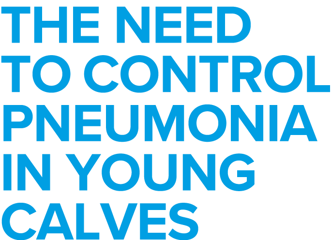 The need to control pneumonia in young calves