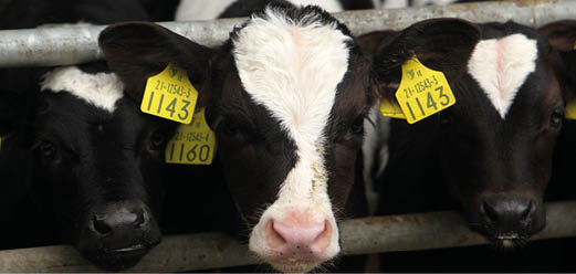 Dairy farmer Sean Cummins on farm at Inistioge, Co Kilkenny 