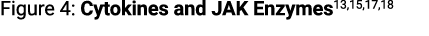 Figure 4: Cytokines and JAK Enzymes13,15,17,18