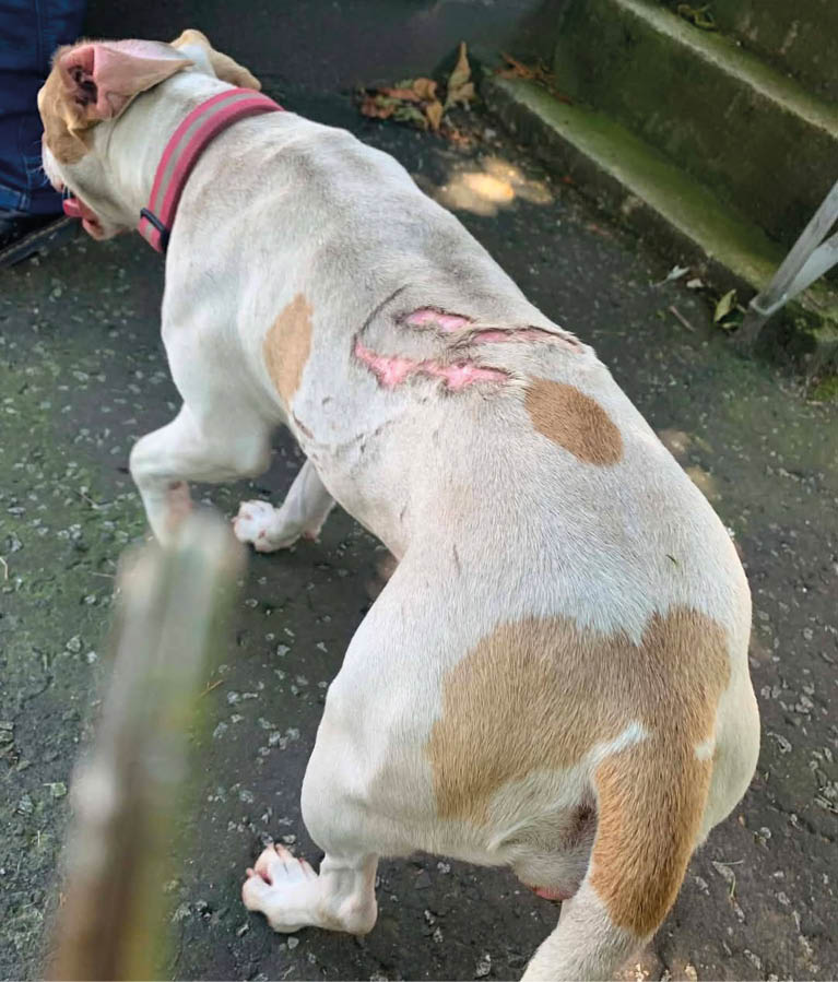 A dog with a pink collar is standing on a paved surface near mossy steps, showing a healing wound on its back. Description generated by AI