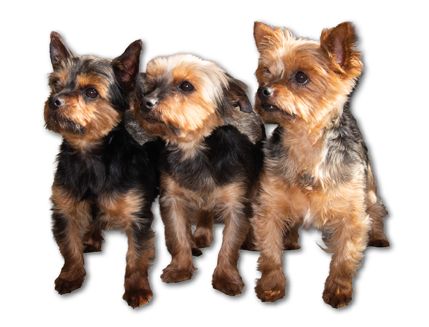 Three small dogs with brown and black fur stand closely together against a white background. Description generated by AI