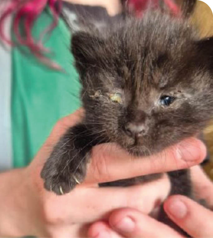 A person with curly pink hair wearing a green shirt is holding a small black kitten with partially closed eyes. Description generated by AI