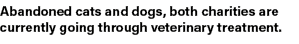 Abandoned cats and dogs, both charities are currently going through veterinary treatment.