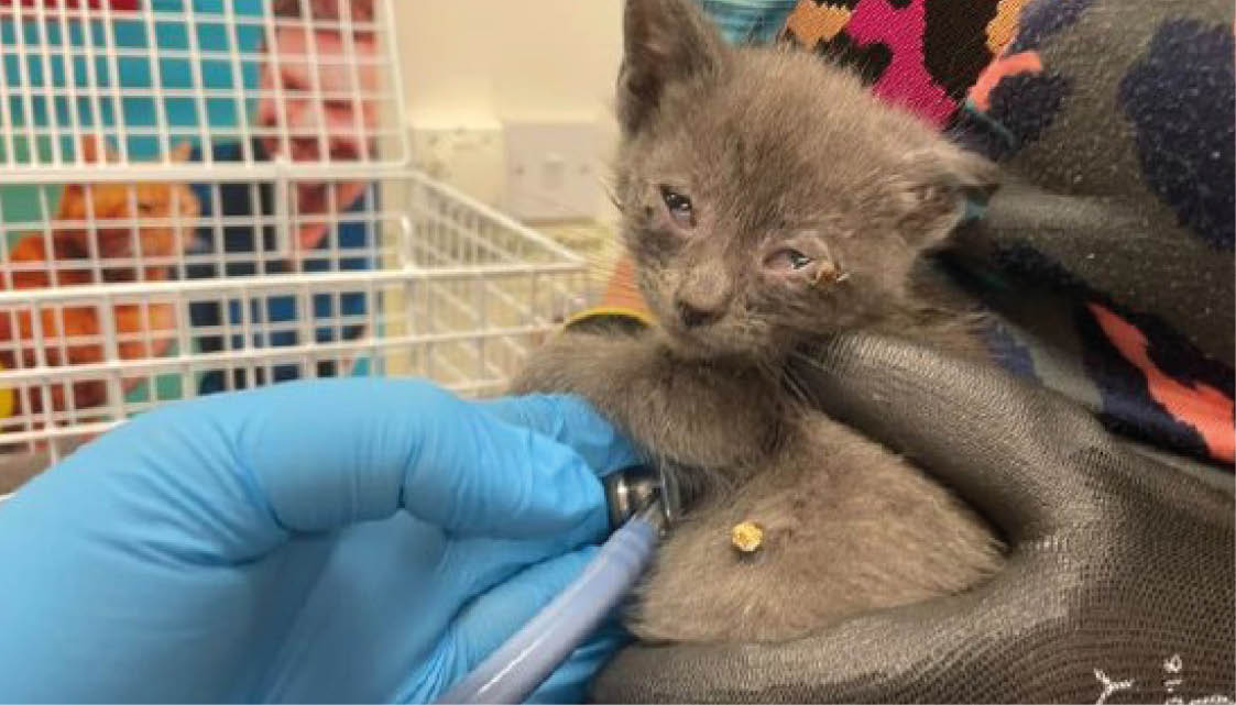 A small kitten is being held gently by a person wearing gloves while another person wearing blue gloves uses a stethoscope to listen to the kitten's chest. Description generated by AI