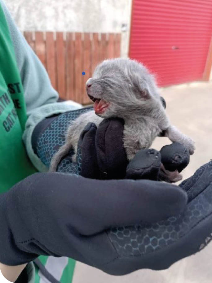 A person wearing black gloves gently holds a small gray kitten that appears to be meowing. Description generated by AI