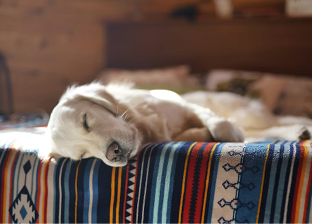 A dog is peacefully sleeping on a bed covered with a colorful striped blanket in a warmly lit room. Description generated by AI