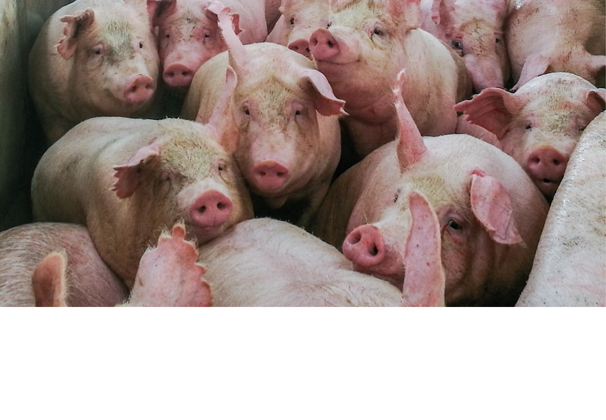 A group of pigs closely packed together in an indoor setting. Description generated by AI