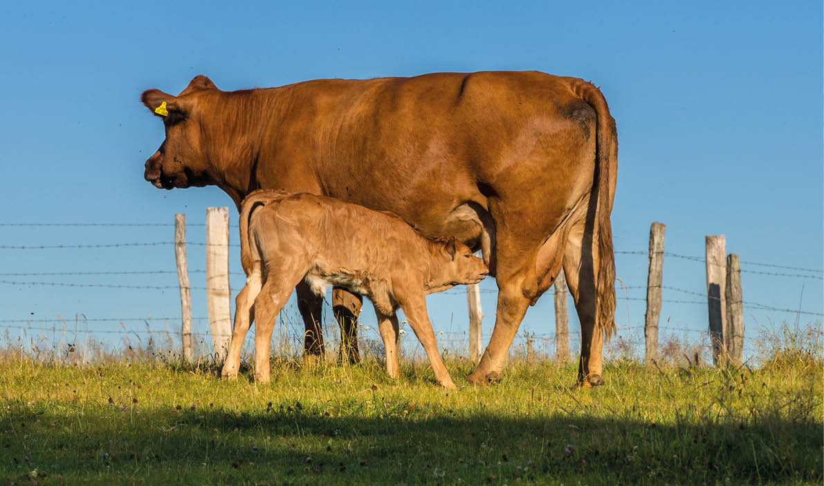 A calf is nursing from a brown cow standing on grass with a barbed wire fence and clear blue sky in the background. Description generated by AI
