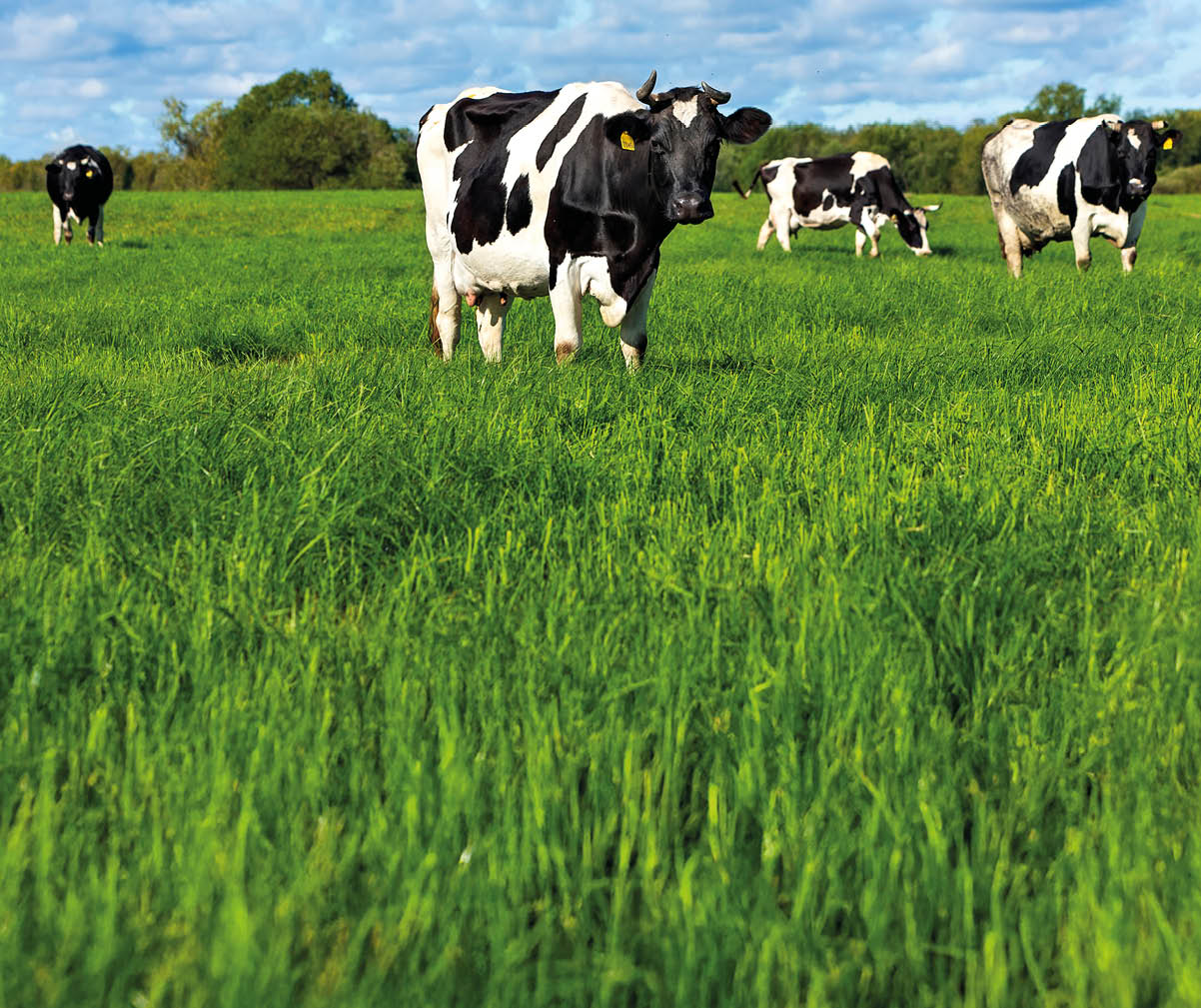 Several black and white cows are grazing and standing on a lush green grassy field under a partly cloudy sky. Description generated by AI