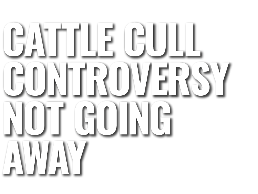 Cattle Cull Controversy Not going Away 