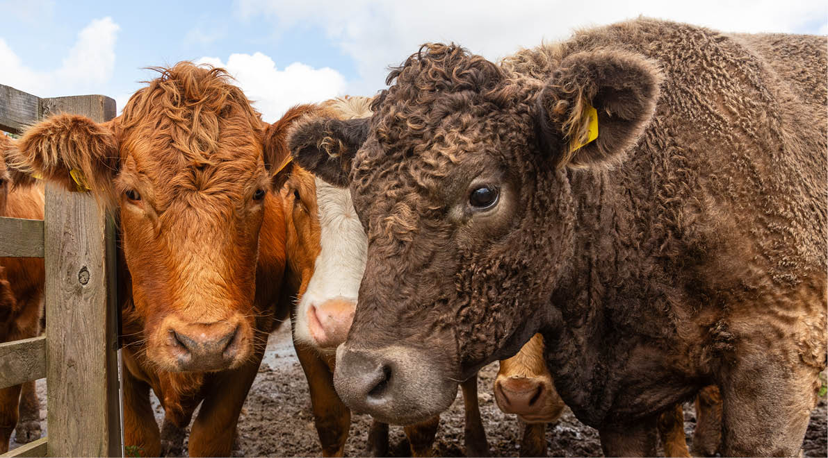 Several cows with different coat colors stand closely together in a muddy outdoor enclosure under a partly cloudy sky. Description generated by AI
