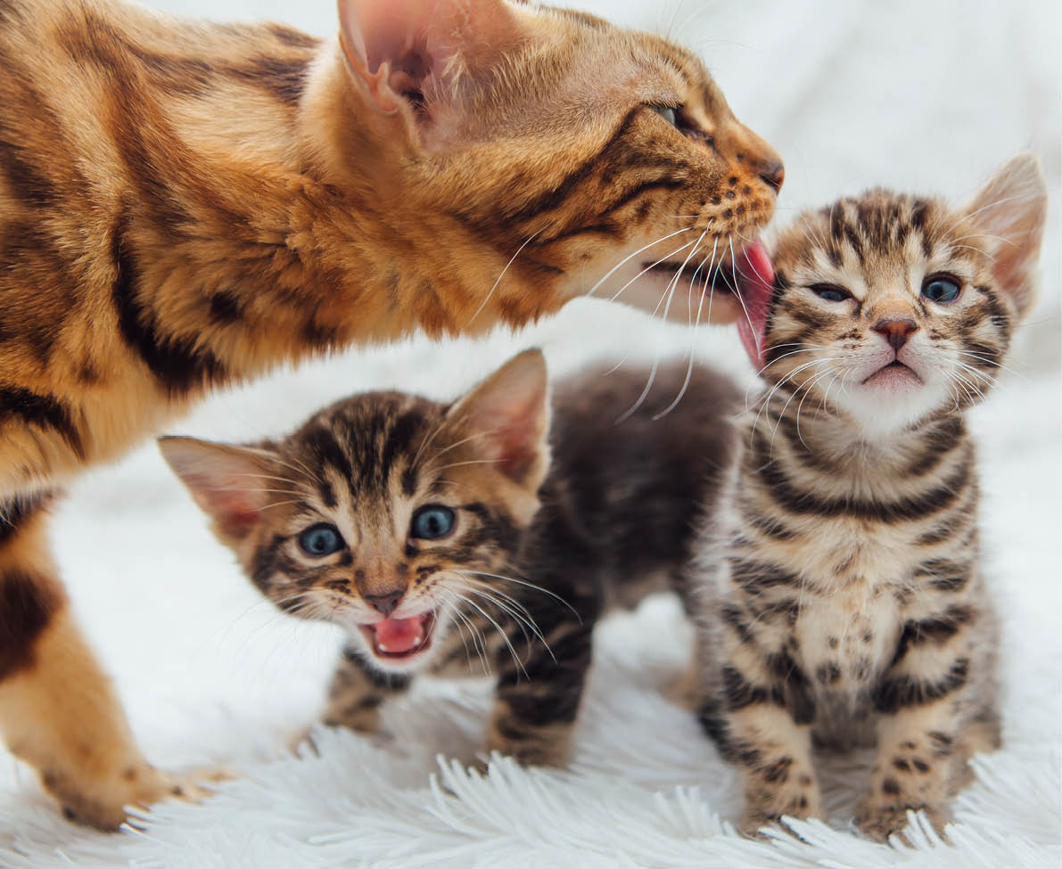 A cat is licking one of two small kittens while they sit on a soft white surface. Description generated by AI