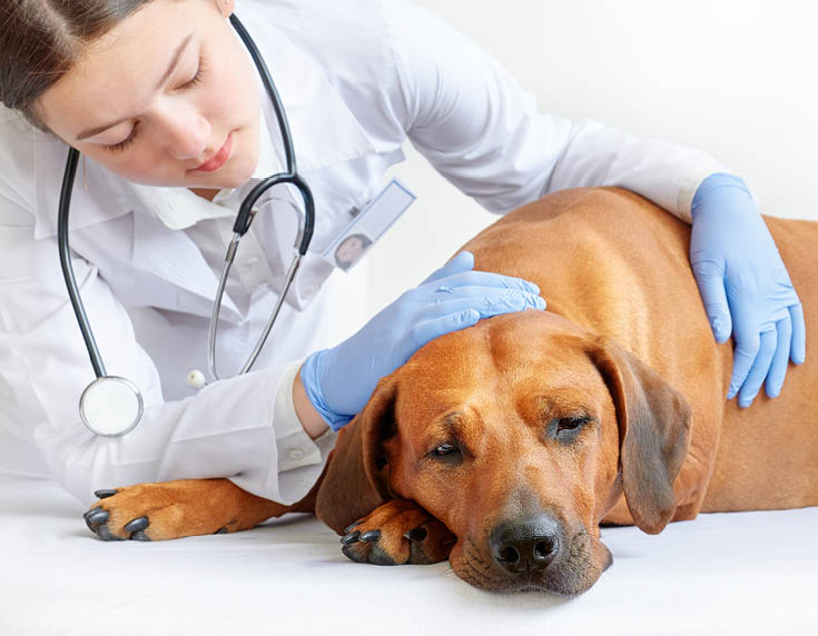 Female vet examining sick and sad Rhodesian ridgeback dog 