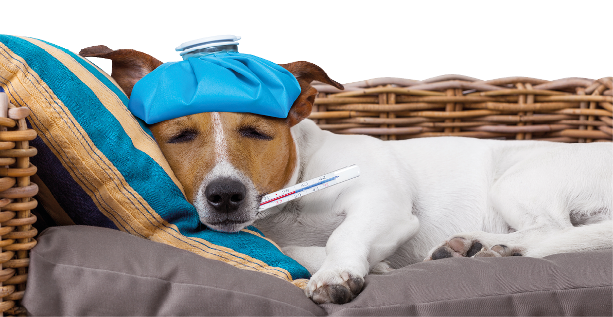 A dog is lying on a cushion with a pillow under its head, wearing an ice pack on its head and holding a thermometer in its mouth. Description generated by AI