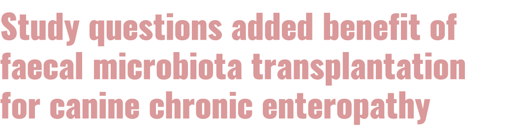 Study questions added benefit of faecal microbiota transplantation for canine chronic enteropathy 