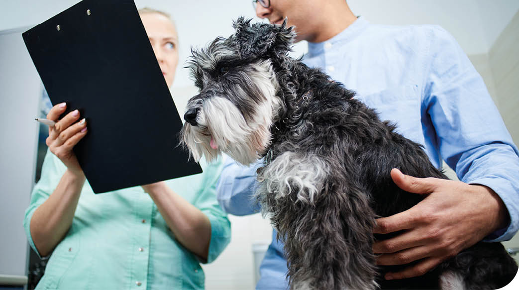 A person in a light blue shirt holds a black and white dog on a table while another person in a green shirt writes on a clipboard in a clinical setting. Description generated by AI