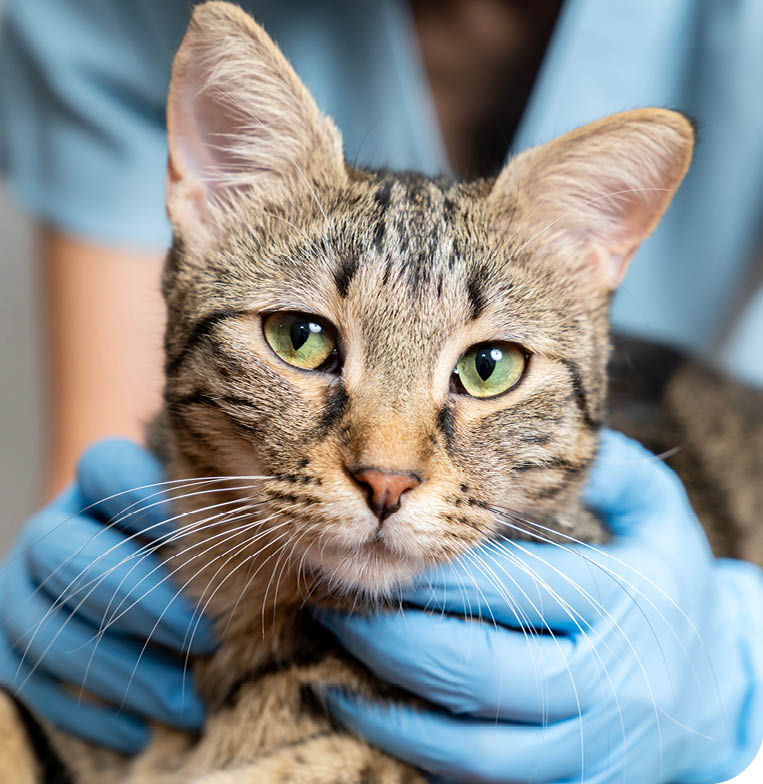 A person wearing blue gloves is gently holding a tabby cat with green eyes. Description generated by AI