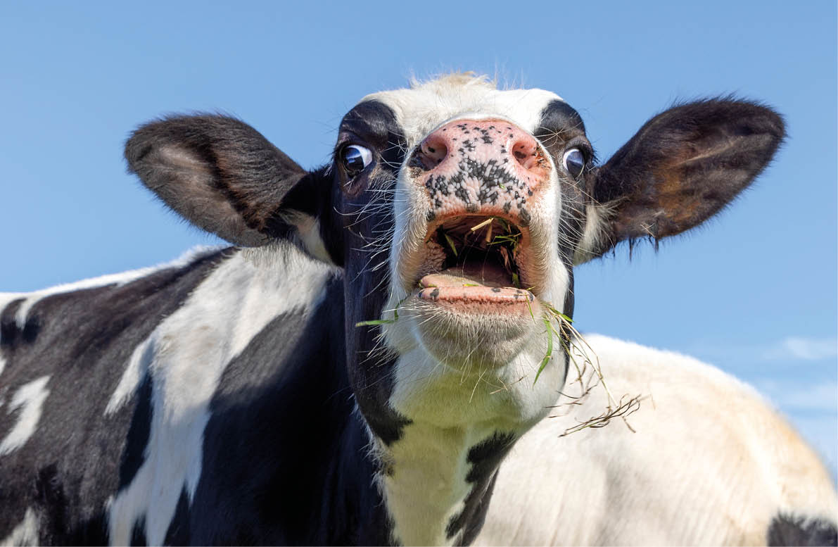 A black and white cow is chewing grass with its mouth open against a clear blue sky. Description generated by AI