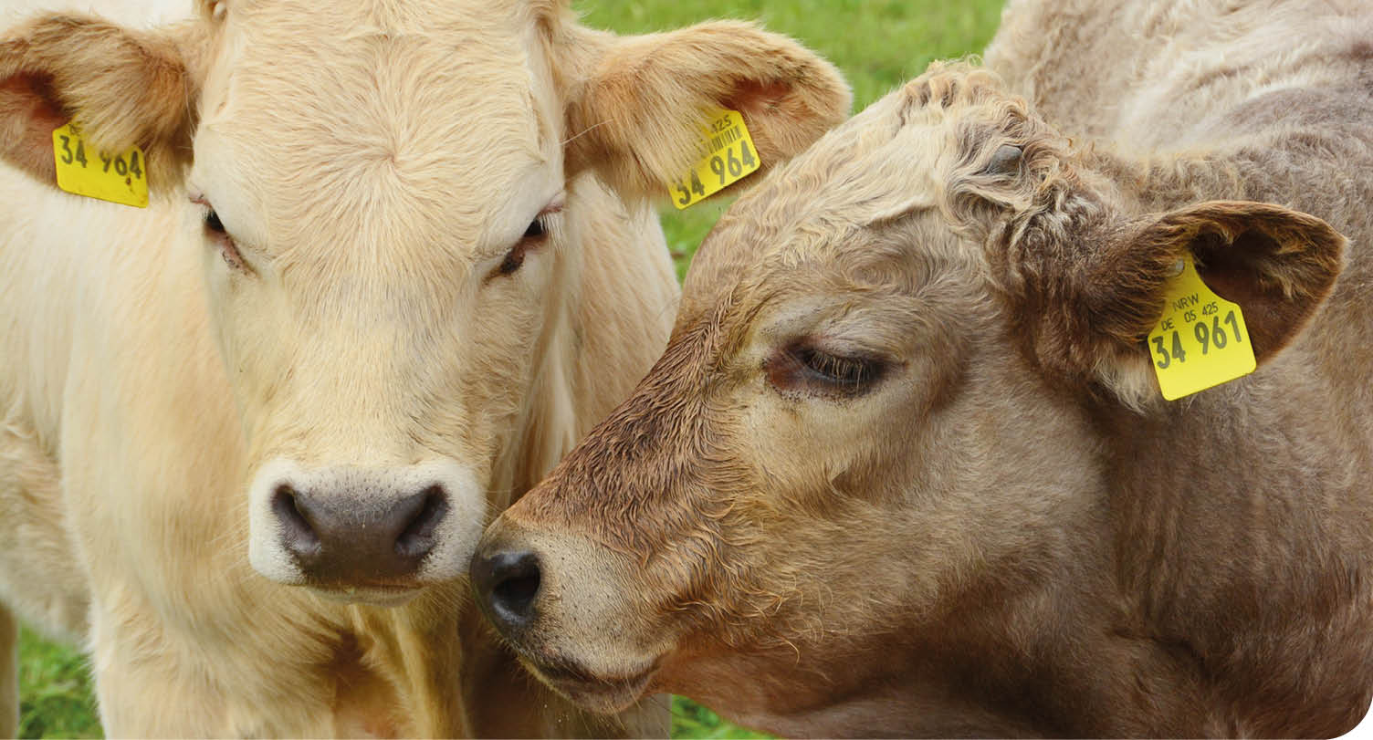 Two calves with yellow ear tags are standing close together on green grass. Description generated by AI