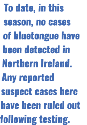 To date, in this season, no cases of bluetongue have been detected in Northern Ireland. Any reported suspect cases he...