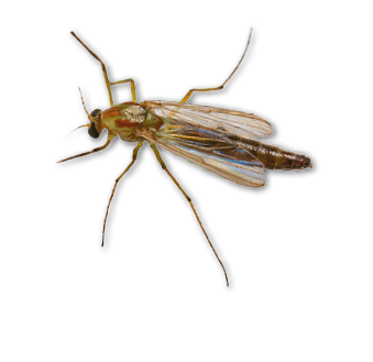 A small insect with translucent wings and long legs is resting on a light-colored textured surface. Description generated by AI
