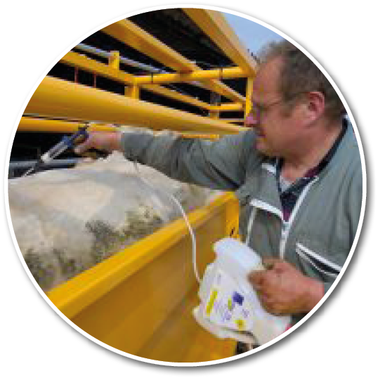 A person wearing glasses and a jacket is using a handheld device to scan or examine the back of a large animal inside a yellow enclosure. Description generated by AI