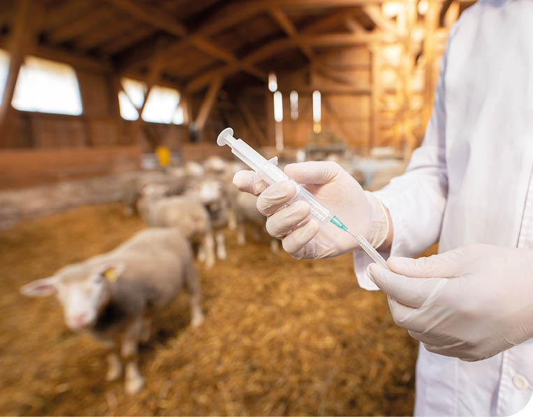 A person wearing a white coat and gloves is holding a syringe inside a barn with sheep in the background. Description generated by AI