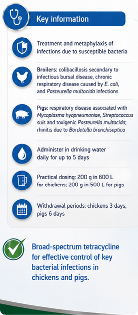 Key information about treating and preventing bacterial infections in broilers and pigs using tetracycline, including causes, administration, dosing, and withdrawal periods. Description generated by AI