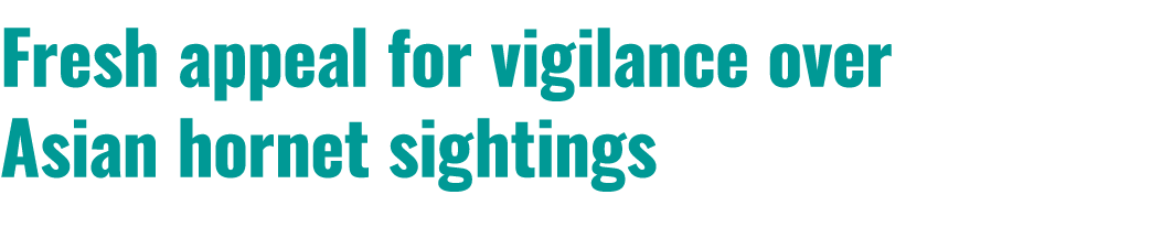 Fresh appeal for vigilance over Asian hornet sightings 