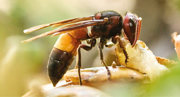 A close-up macro photograph showing the detailed legs and body of an insect, possibly an ant or wasp, with a blurred background. Description generated by AI