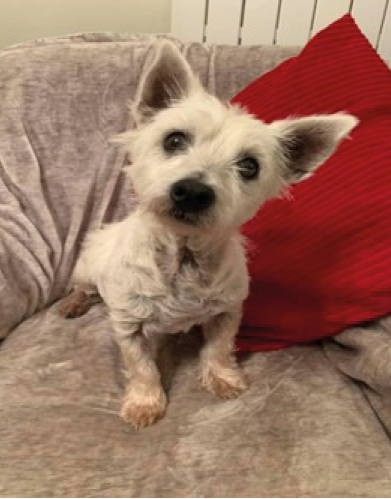 A small white dog with large ears is sitting on a beige couch with a red pillow behind it. Description generated by AI