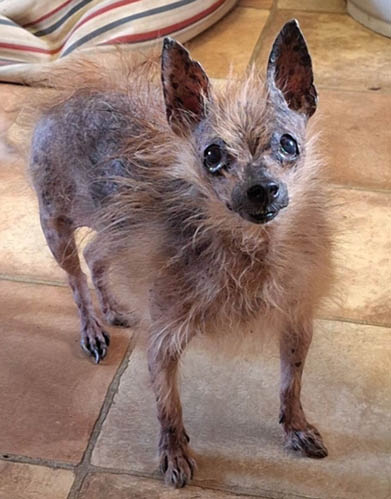 A small dog with scruffy fur stands on a tiled floor near a striped pet bed and a white container. Description generated by AI