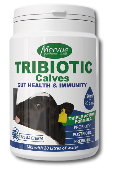 A container of Mervue Scientific Tribiotic Calves supplement for gut health and immunity featuring a calf image and information about its triple action formula with probiotic, postbiotic, and prebiotic. Description generated by AI