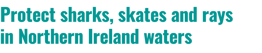 Protect sharks, skates and rays in Northern Ireland waters 