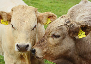 Two calves with yellow ear tags are standing close together on green grass. Description generated by AI