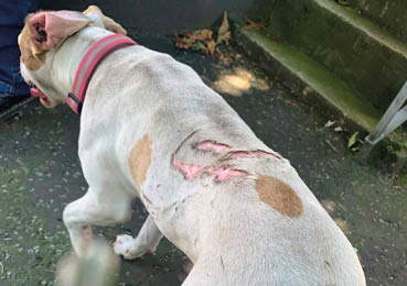 A dog with a pink collar is standing on a paved surface near mossy steps, showing a healing wound on its back. Description generated by AI