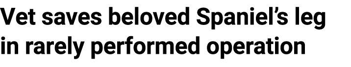 Vet saves beloved Spaniel’s leg in rarely performed operation