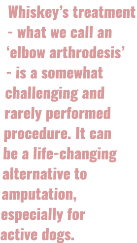 Whiskey’s treatment what we call an ‘elbow arthrodesis’ is a somewhat challenging and rarely performed procedure. It ...