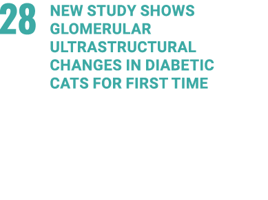 28 NEW STUDY SHOWS GLOMERULAR ULTRASTRUCTURAL CHANGES IN DIABETIC CATS FOR FIRST TIME