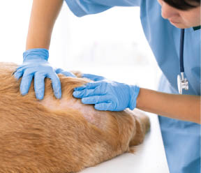 Unidentified veterinarian exam the dog skin problem, concept of healthcare, medical and skin disease in pet animal.