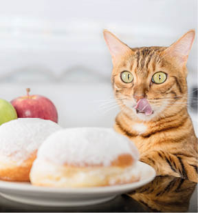 The cat licks his lips while looking at the donuts. The choice between unhealthy and healthy food.