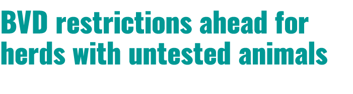 BVD restrictions ahead for herds with untested animals