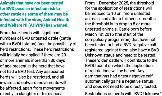Animals that have not been tested for BVD pose an infection risk to other cattle as some of them may be infected with...