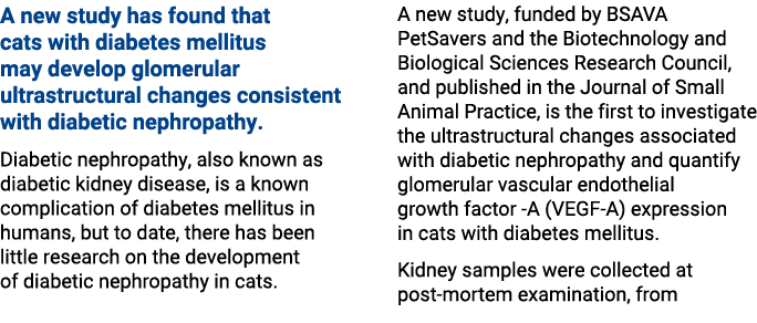 A new study has found that cats with diabetes mellitus may develop glomerular ultrastructural changes consistent with...